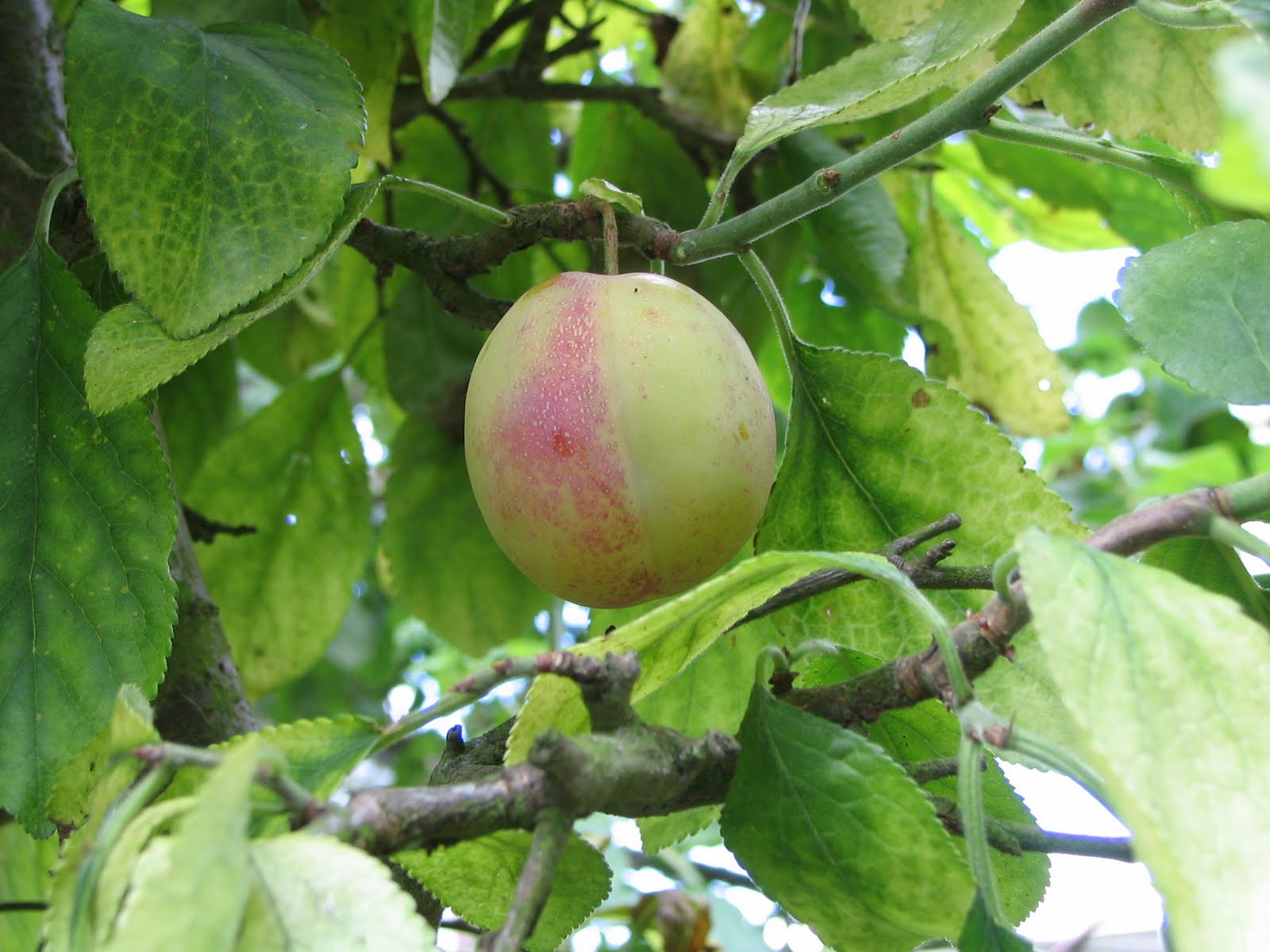 Mark's Veg Plot The Victoria plum