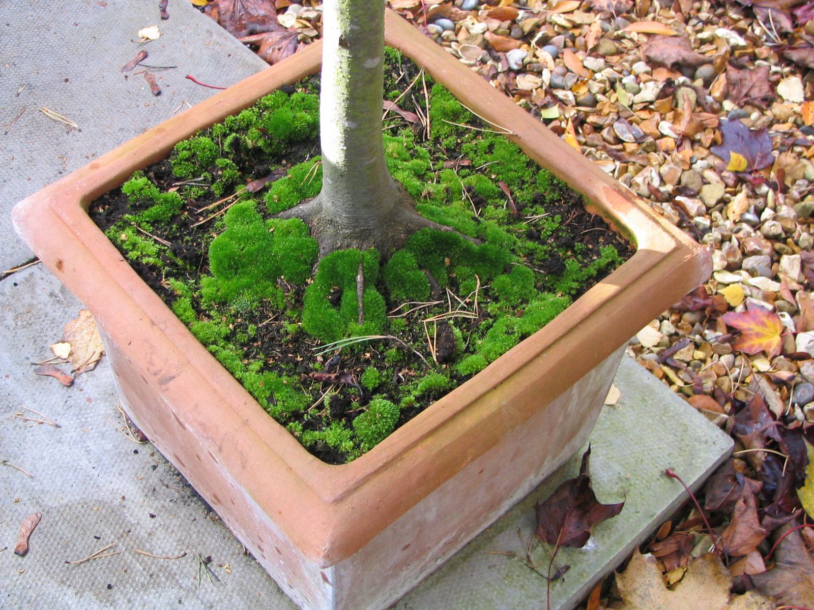 Mark's Veg Plot Moss good or bad?