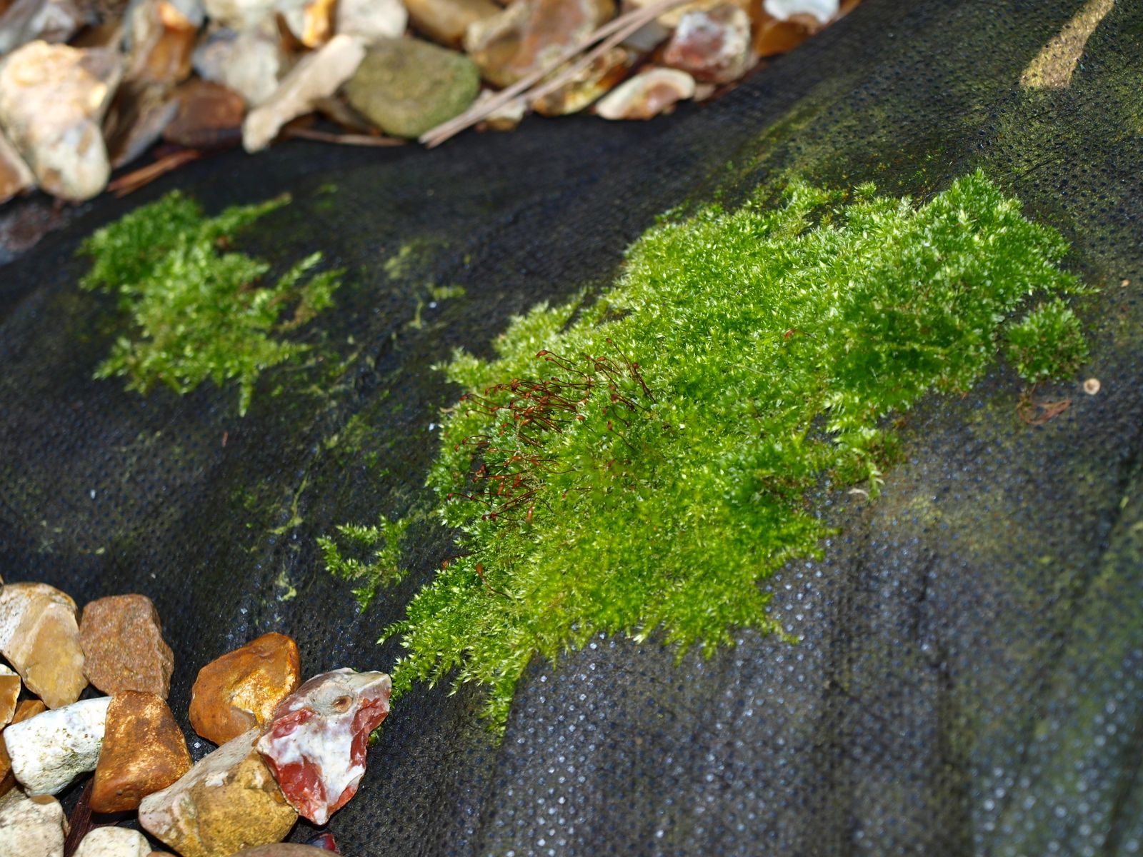 Mark's Veg Plot Moss