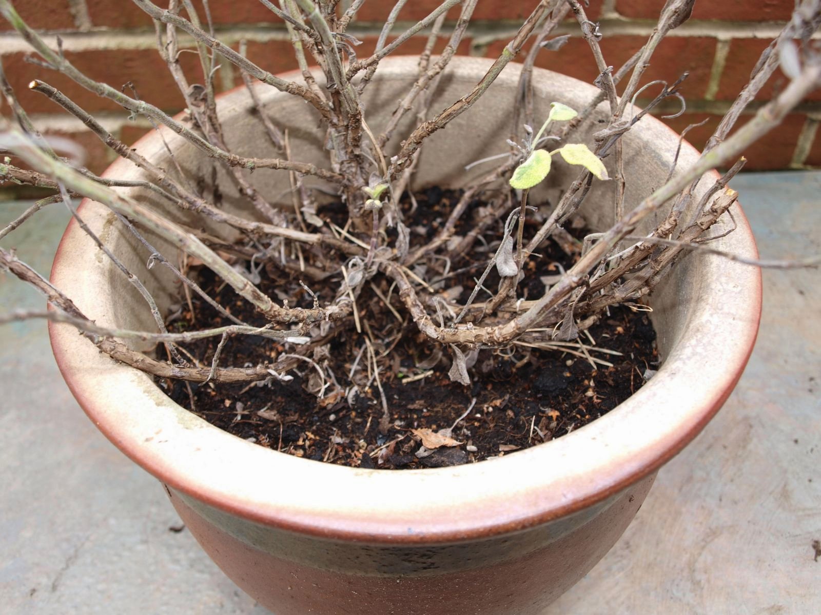 Mark's Veg Plot Reviving the Sage