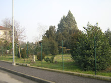 gli alberi di via cascinetta