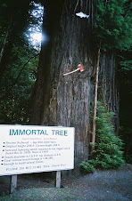 The Immortal Tree