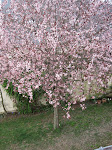 My Back Yard