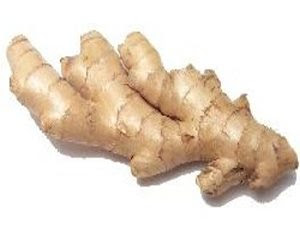 scientific name zingiber officinale roscoe