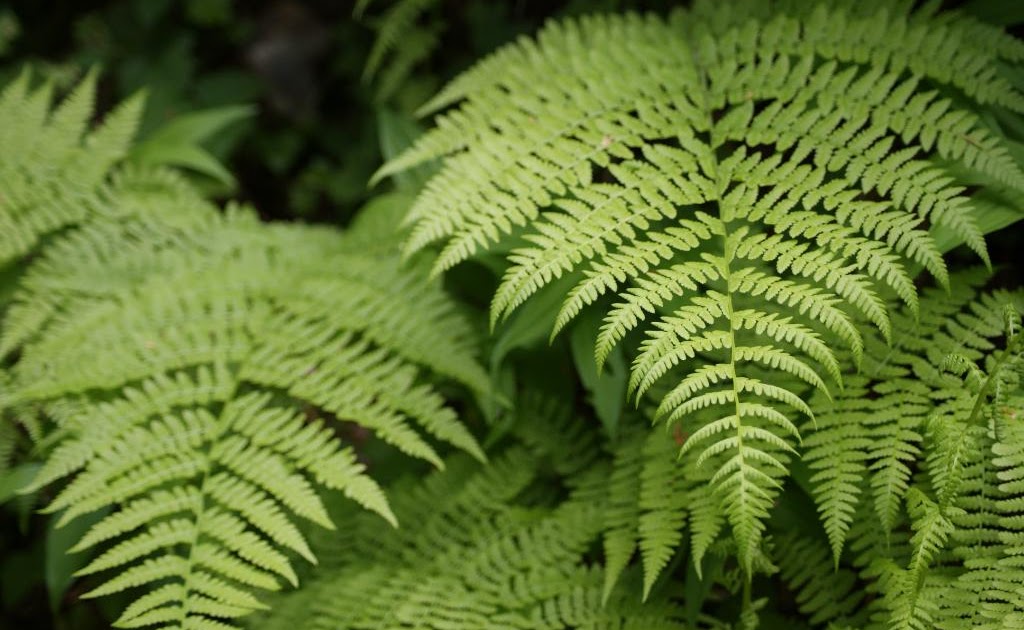 Gardening Goodies Ferns, I just cant get enough