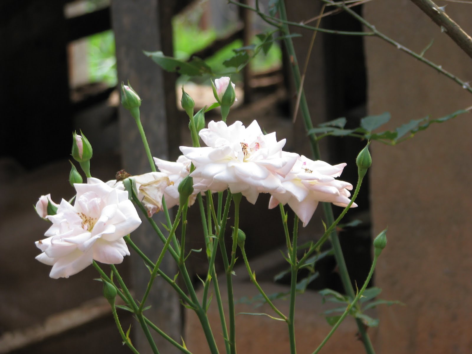 Nature shots Flowers and Positive Energy