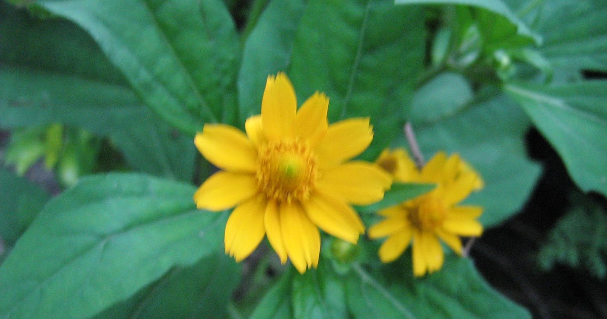 Nature shots Nadan pookkal(Local flowers from Kerala)