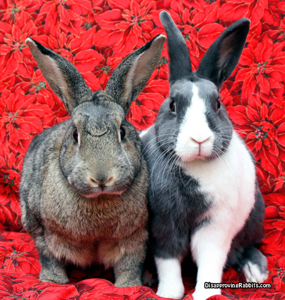 [IC-Multi-Generational-Disap.jpg]