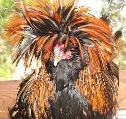 Best dressed chicken