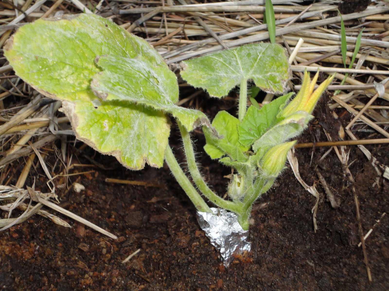 UJ's Vegetable Garden Vine borer on Zucchini