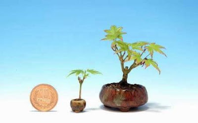 amazing, tiny, trees, in the world, bonsai three very tiny
