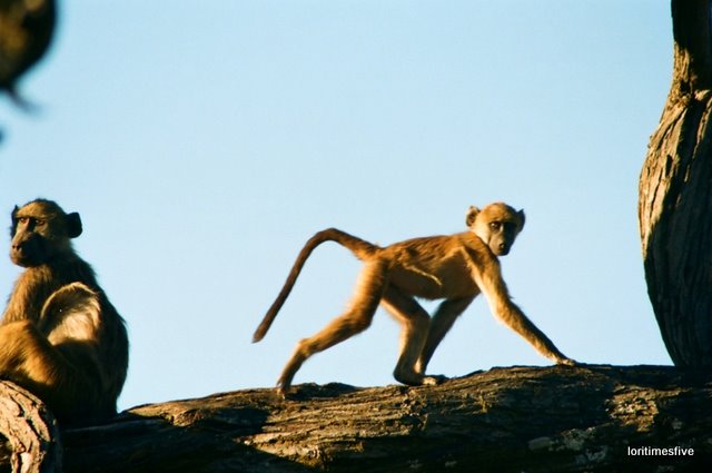 [Hwange+Baboons.JPG]