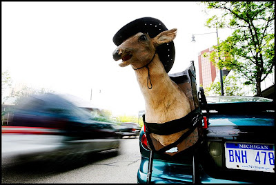 [deer2.jpg]