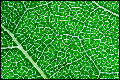 [bugleaf.jpg]