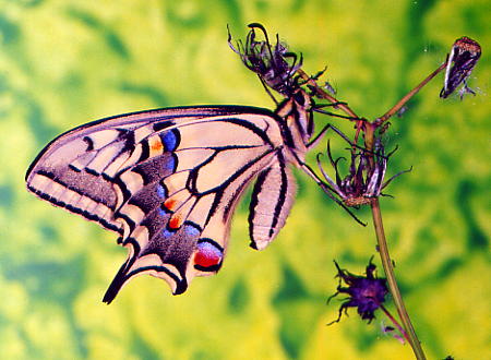 [asas+perfeitas.JPG]