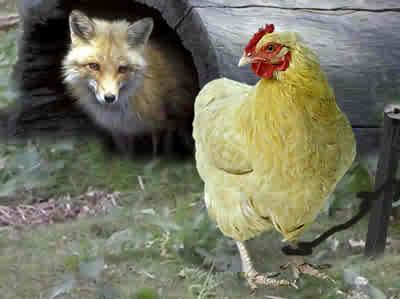 [chicken+and+fox+2.jpg]