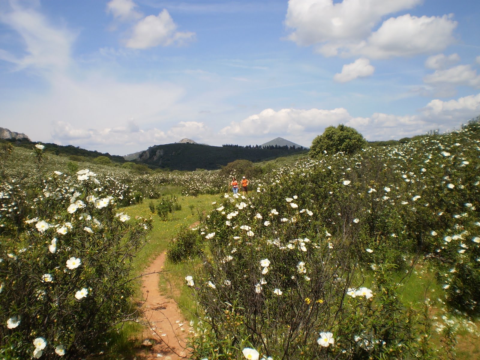 ECOS Y PALABRAS JARALES EN FLOR.