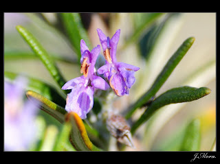 Club de los Mesetarios Flor+de+Romero-1