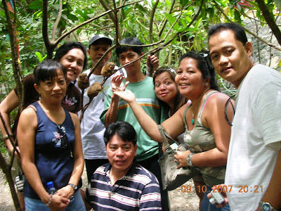 rotund tarsier