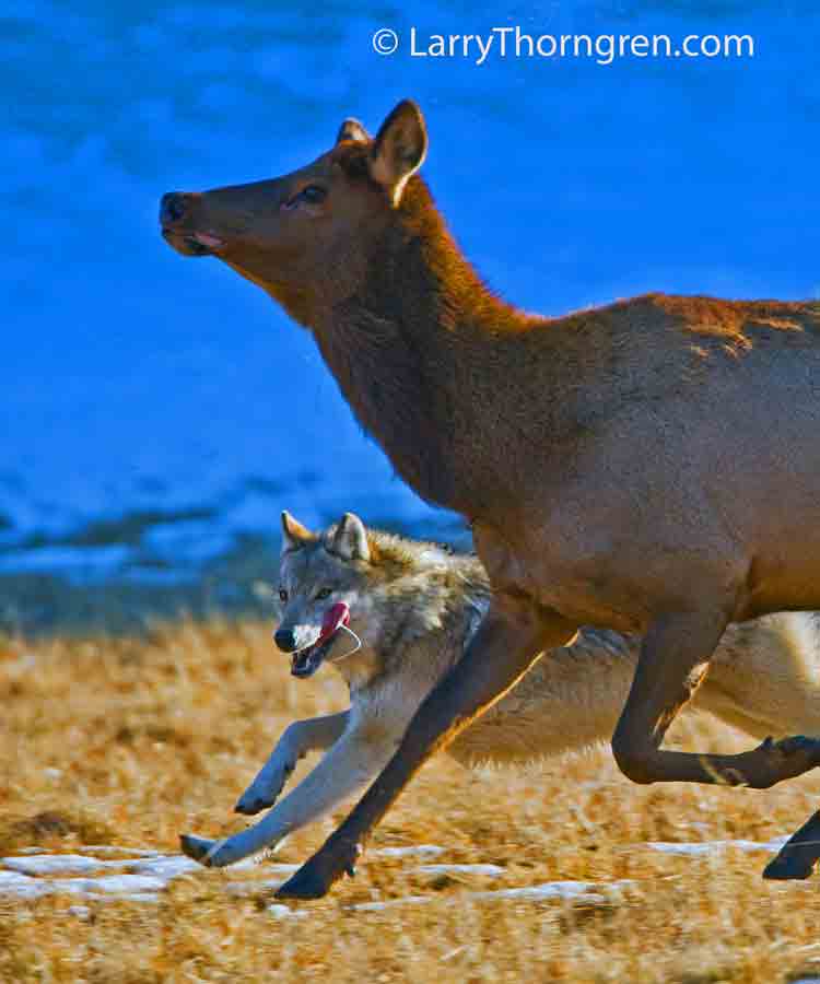 The Wild Photographer The HuntYellowstone Wolf and Elk