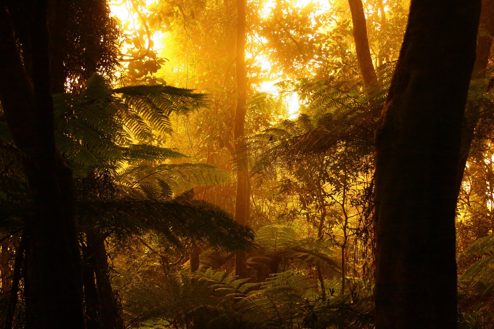 Sun-dappled 'FernGully' in Woll...