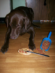 Cocoa