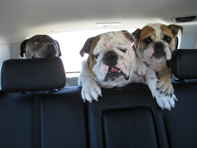Doggies going for a car ride