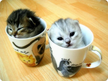 Cute Kitties in Cups