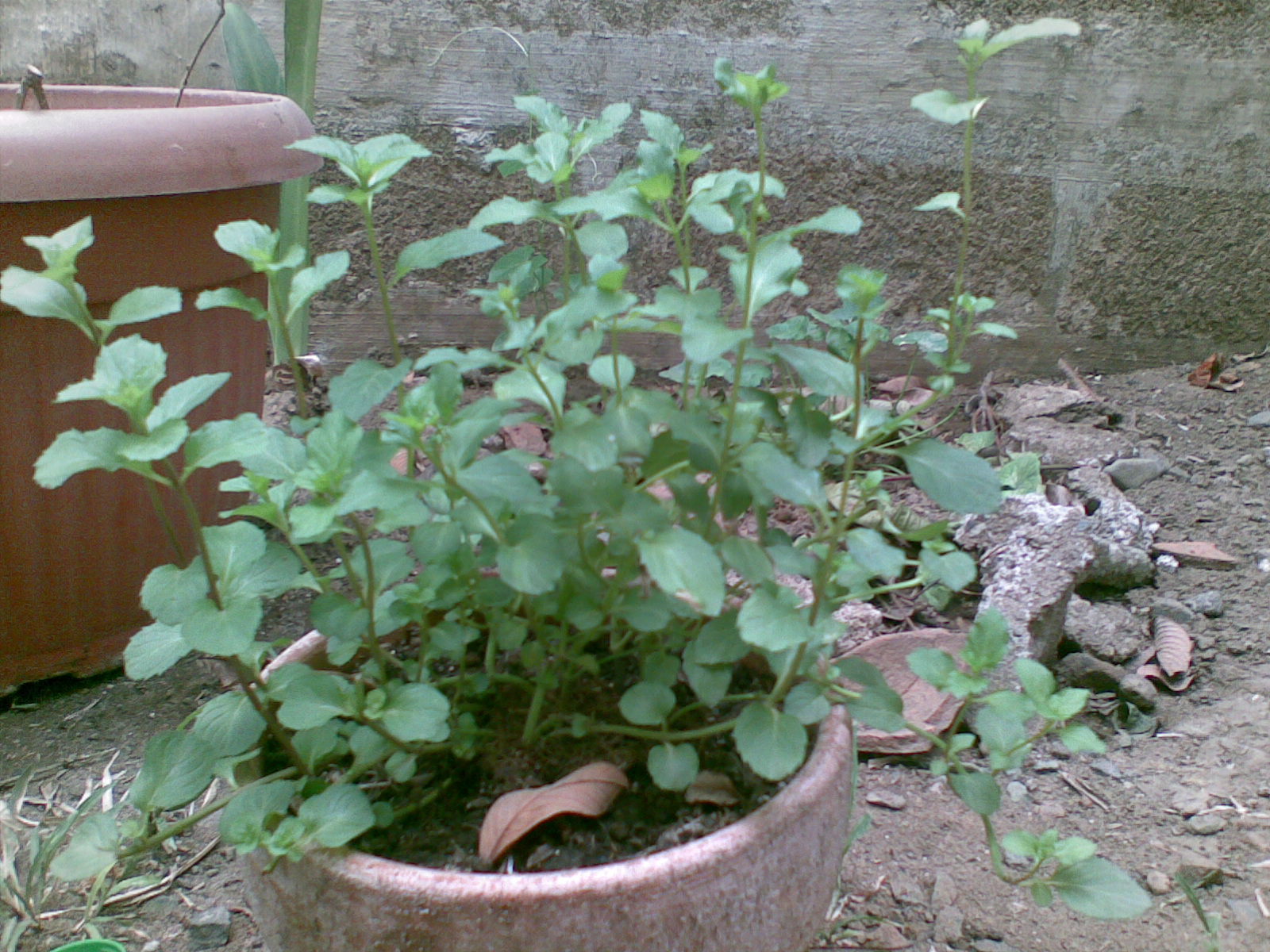 Mental Notes Japanese Mint & Chocolate Mint A Newbie Gardener's Dream