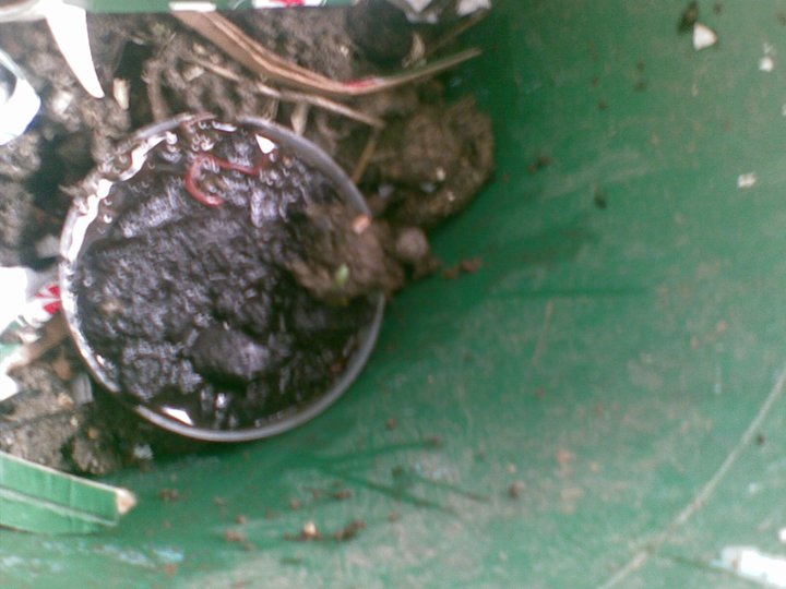 Mental Notes Vermiculture Experiment Do Worms Like Coffee Grounds?