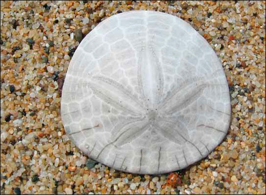Sand Dollar Skeleton
