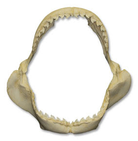 Tiger Shark Jaw