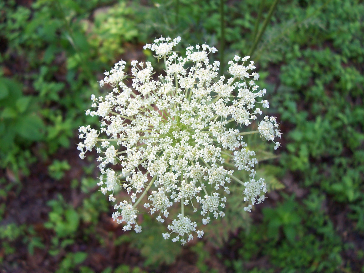Farmgirl Chaos Queen Anne's Lace