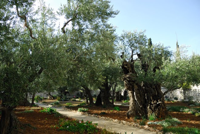 En el Monte de los Olivos. En uno de estos olivos milenarios Judas besó a Jesús