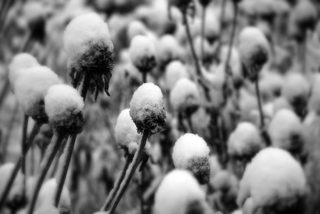 Tampoco sé que eran... pero estos tampoco los probé