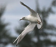 Black-headed Gull_2011