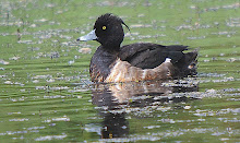 Tufted Duck_2011