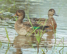 Eurasian Teal_2011