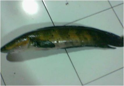 Majalah Gempur: Albumin Plus; Serbuk Ikan Gabus Plus ...