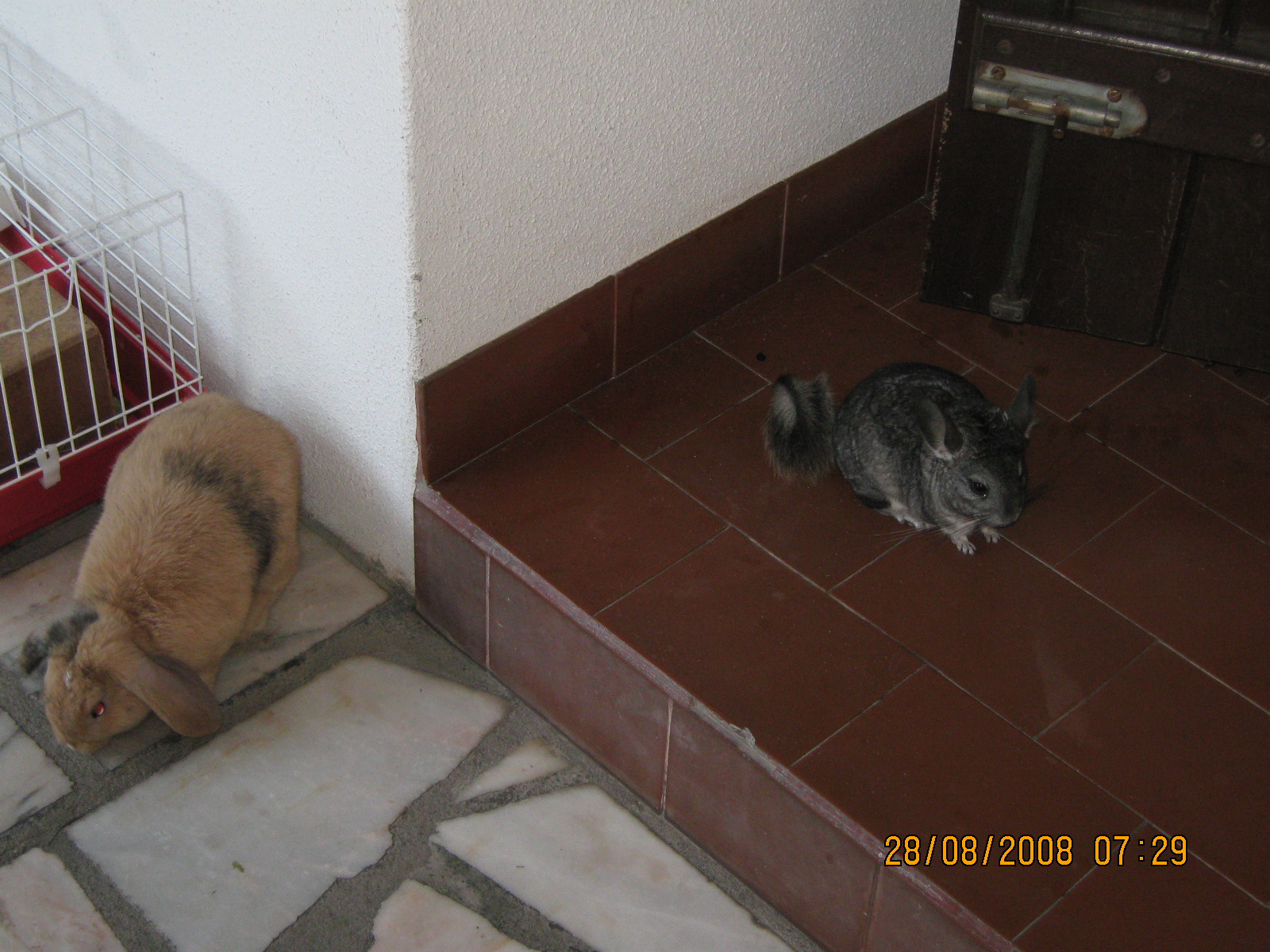 [Meus+Animais+Estm..JPG]