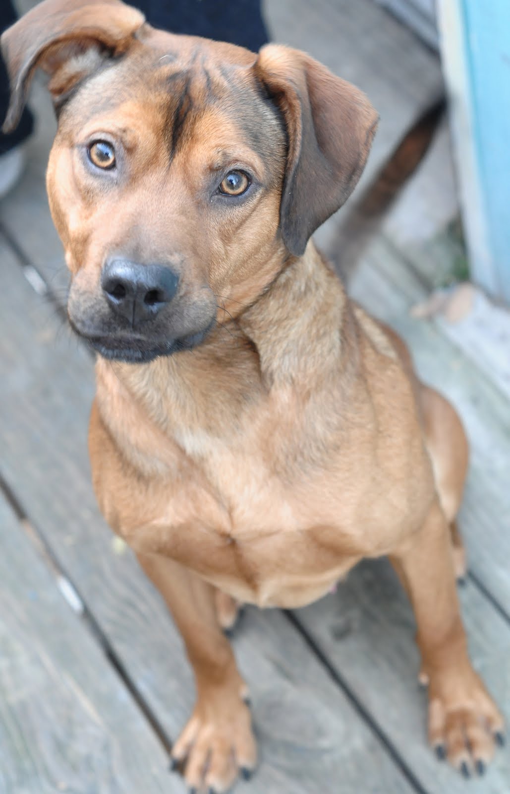 Protective Animal Welfare Society (KC PAWS) Kansas City Pets for Adoption Current KC PAWS