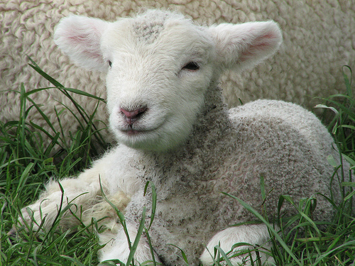 [Imagem: ovelha.jpg]
