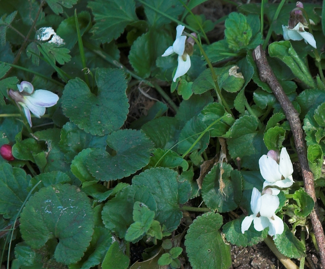 [white_violet_-Robert_Mileham-01.jpg]