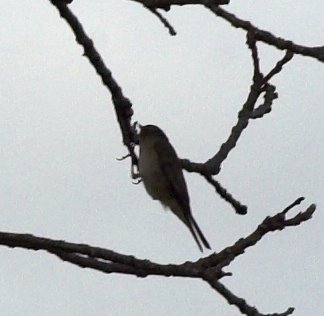 [Summer-Visitor-51-Robert_Mileham-01.jpg]