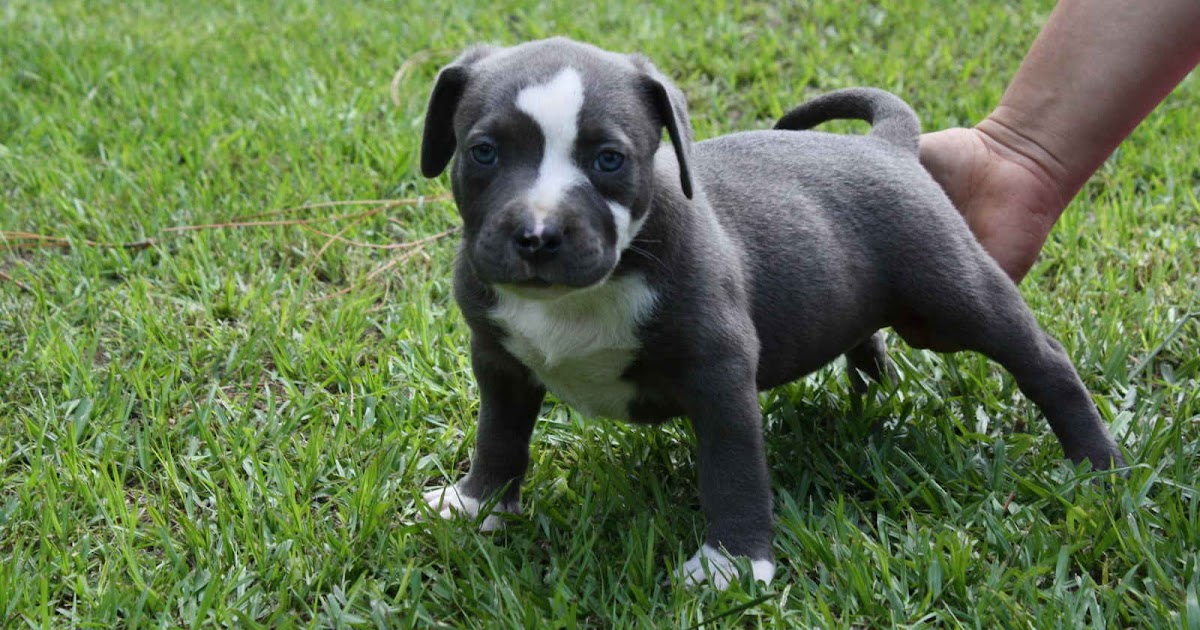 pitbull puppies pitbull puppies