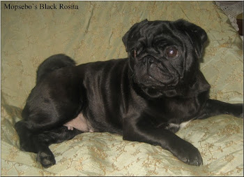 Mopsebo`s Black Rosita