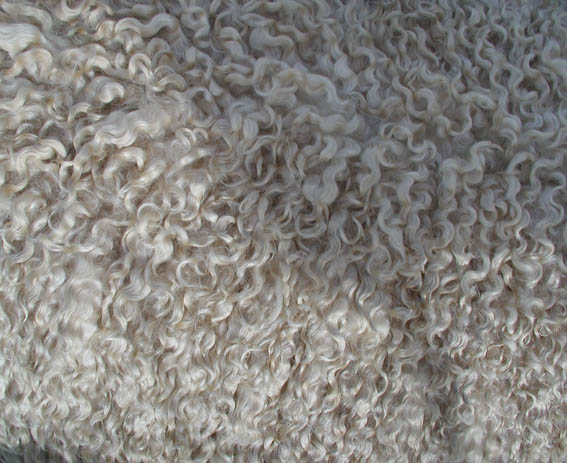 Wool Gathering