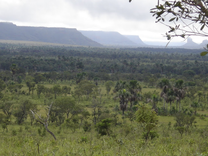 Cerrado Vivo