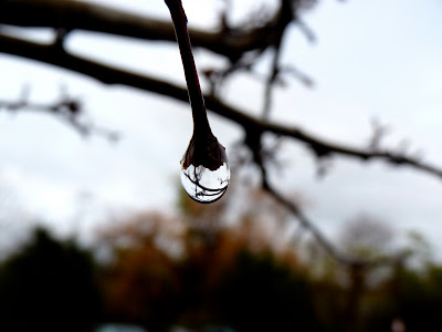 Reflection Tree Drop Images by Sylvia Valentine