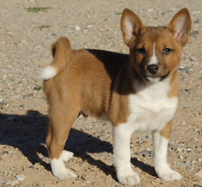 basenji cachorro